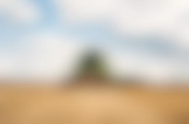 Curso de Plantio de Cebola